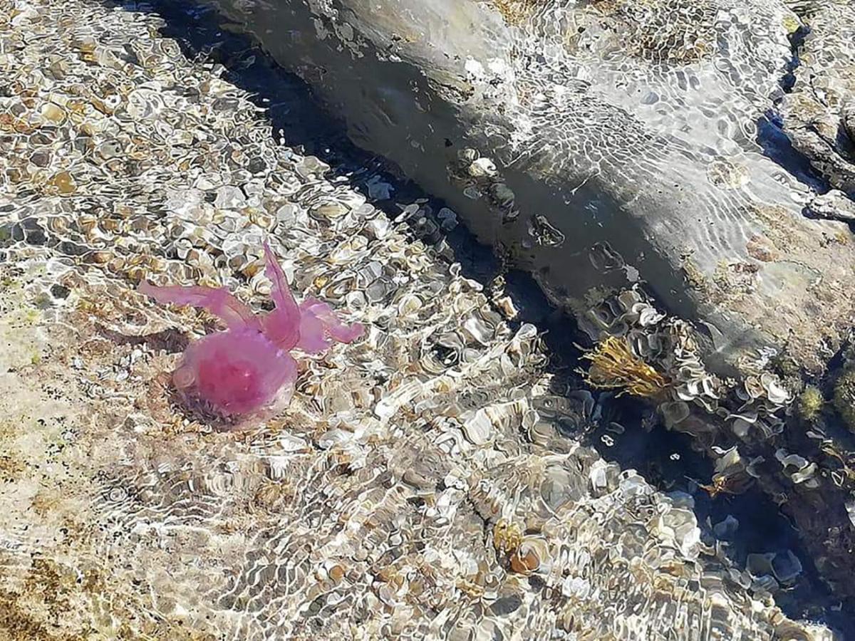 Appartamenti Giusi Con Giardino O Veranda Madonna della Catena Bagian luar foto